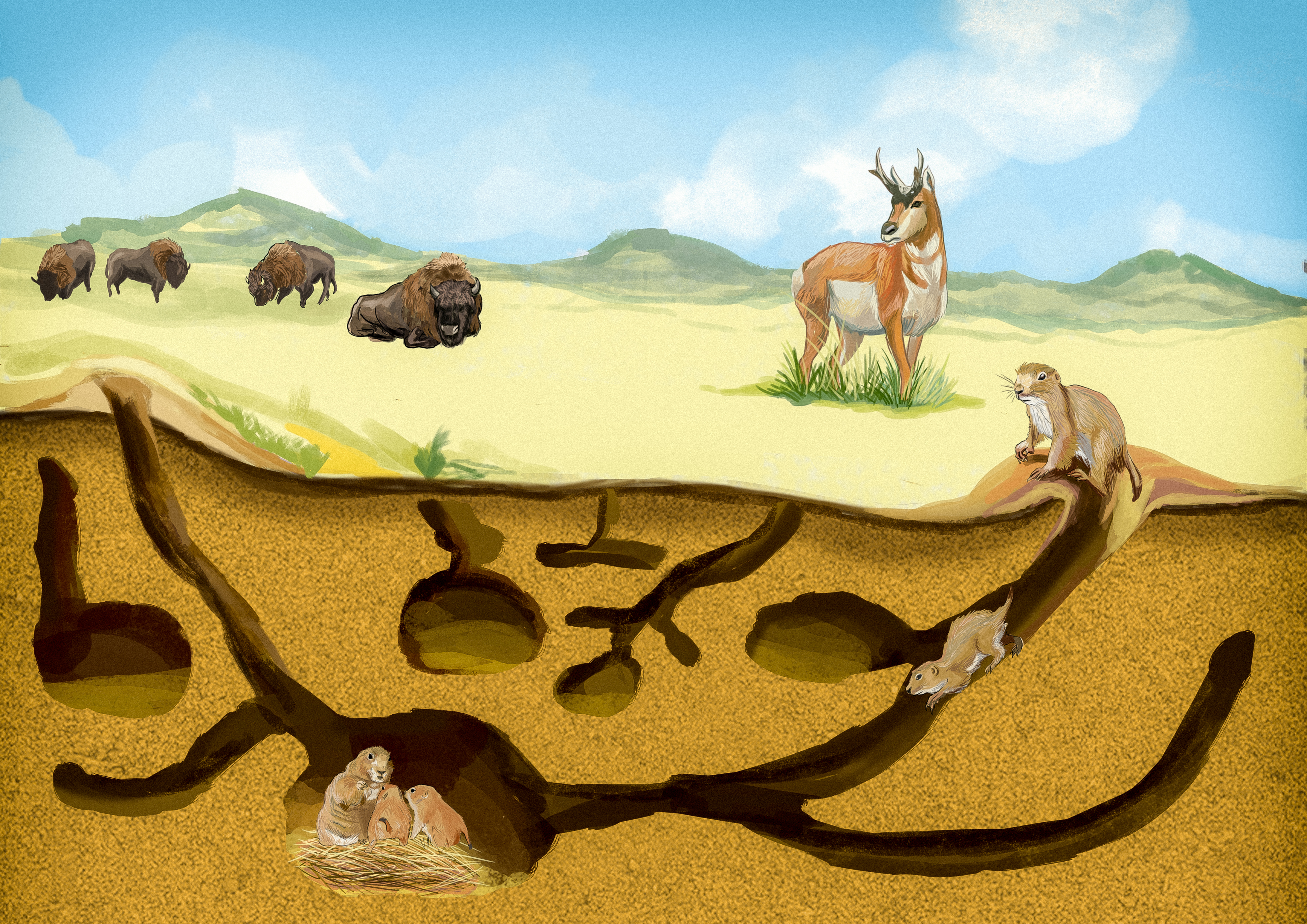 Illustration Design by Nublan Ameram for Theodore Roosevelt Nature & History Association | Design #25770306