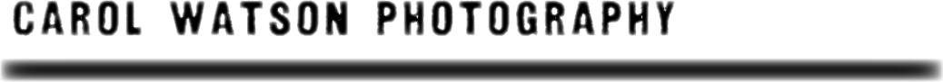 Logo-Design von little jo für Carol Watson Photogr | Design #65927