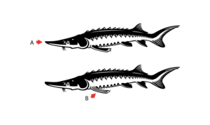 Sturgeon Swimming tshirt design | T-shirt Design by Al Pech