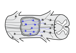 Grafik-Design von G.Krastinkova für dieses Projekt | Design: #26028018