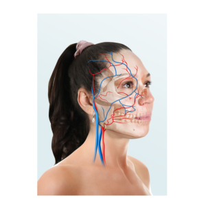 Modern Facial Anatomy Posters | Design Graphique par icirotrisna