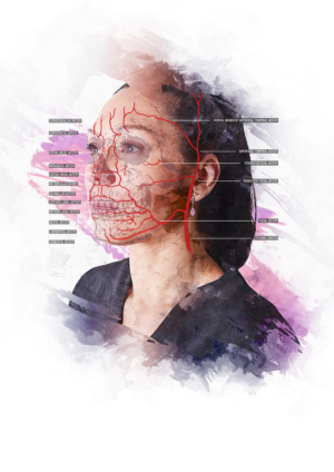 Modern Facial Anatomy Posters | Graphic Design by Akhtanbed