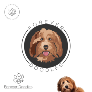 Version 1: 'Forever Doodles' Version 2: 'Forever Doodles' and 'Breeders of Australian Labradoodles & Bernedoodles' | Logo Design by Gerald Design 3
