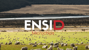 Logo Design by Blumenfeld for this project | Design: #26978693