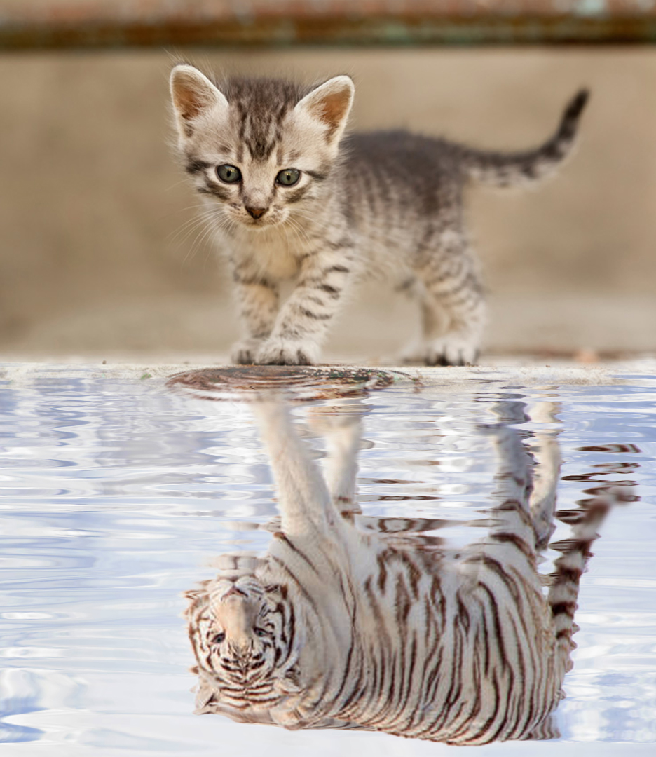 T-Shirt-Design von George_Louis für dieses Projekt | Design #27279508