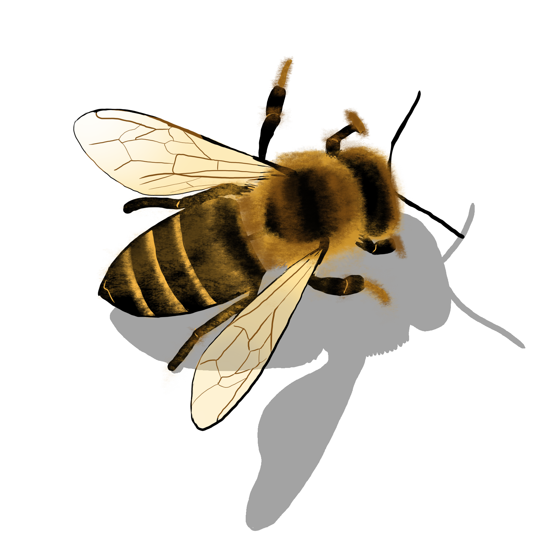 Illustration Design by Aser DreaMasters for this project | Design #27600230