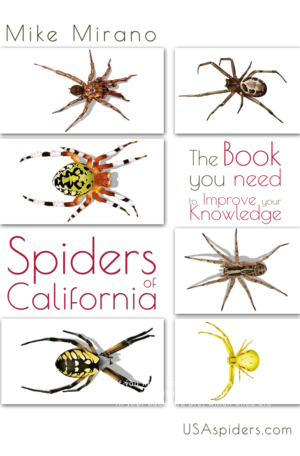 Book Cover Design by ioio for this project | Design: #28008173