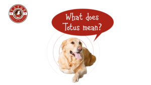 Grafik-Design von Rickyy für Actus Analytical, Inc. | Design: #28111975