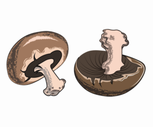 Illustration Design by branding2biz for Charred Kitchen and Bar | Design: #28150052