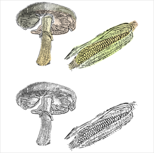 Illustration Design by 81y179 for Charred Kitchen and Bar | Design: #28228568