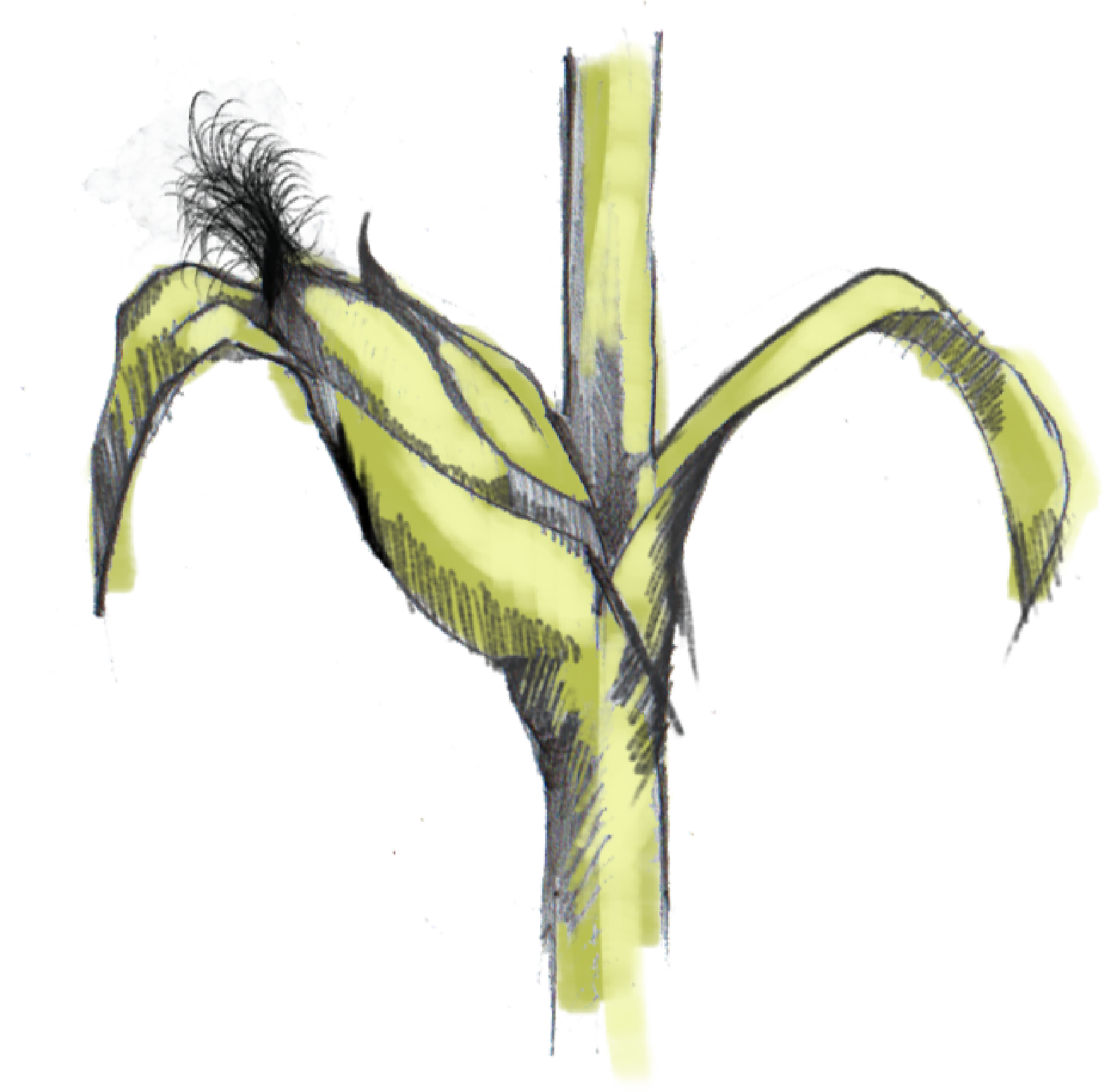 Illustration Design by ioio for Charred Kitchen and Bar | Design #28138719