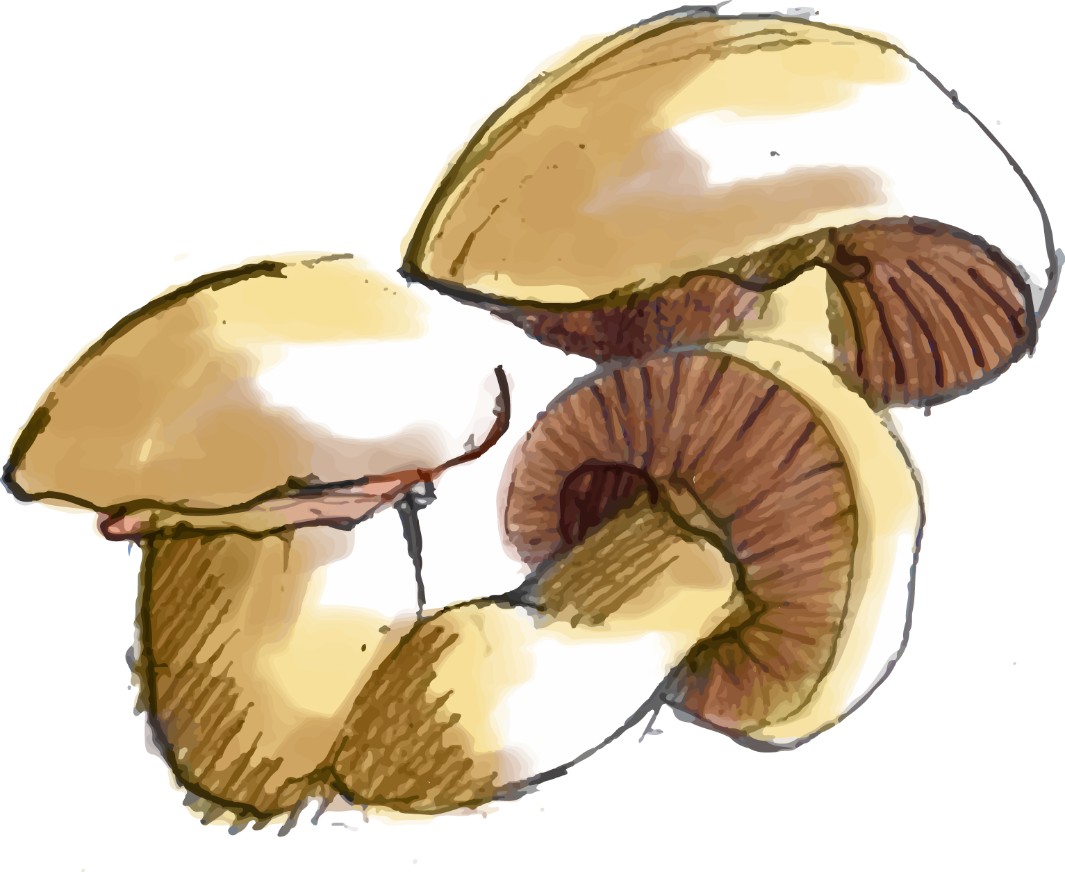 Illustration Design by ioio for Charred Kitchen and Bar | Design #28138735