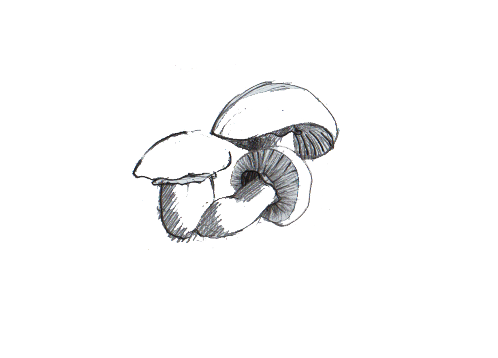 Illustration-Design von ioio für Charred Kitchen and Bar | Design #28139807