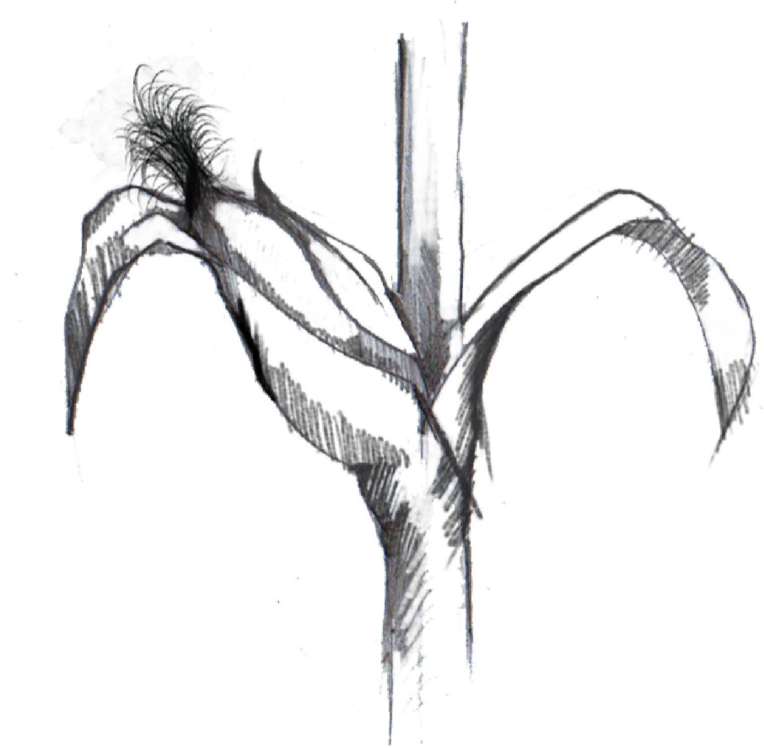 Illustration-Design von ioio für Charred Kitchen and Bar | Design #28139808