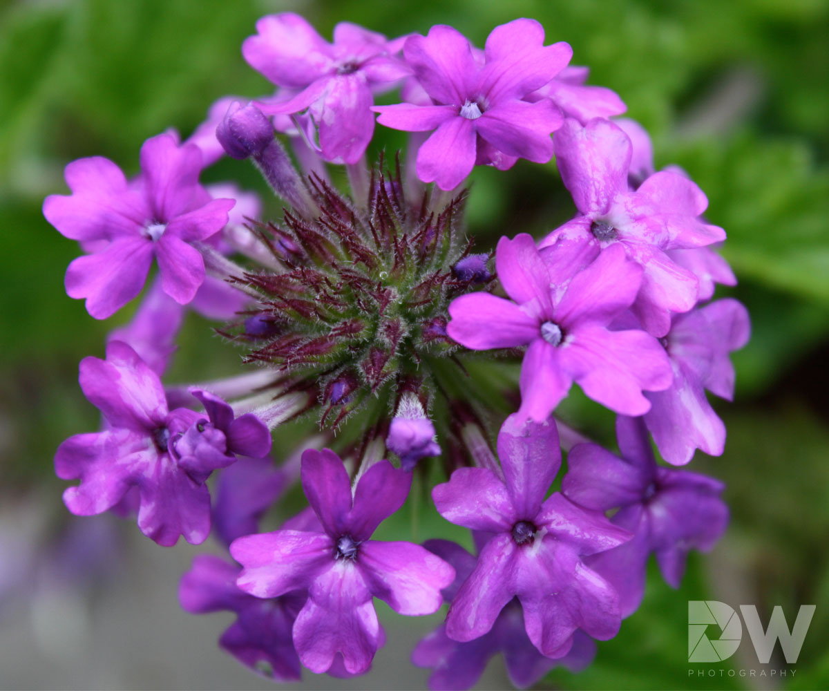 Logo Design by erin horn for iLeads.com | Design #3106040