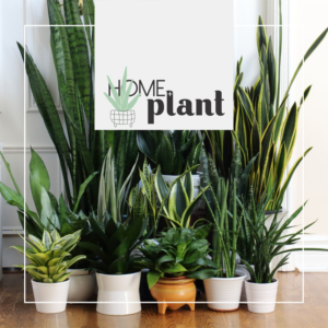 Design de Logo par S A N T O C I E L O pour House + Plant | Design : #28342592