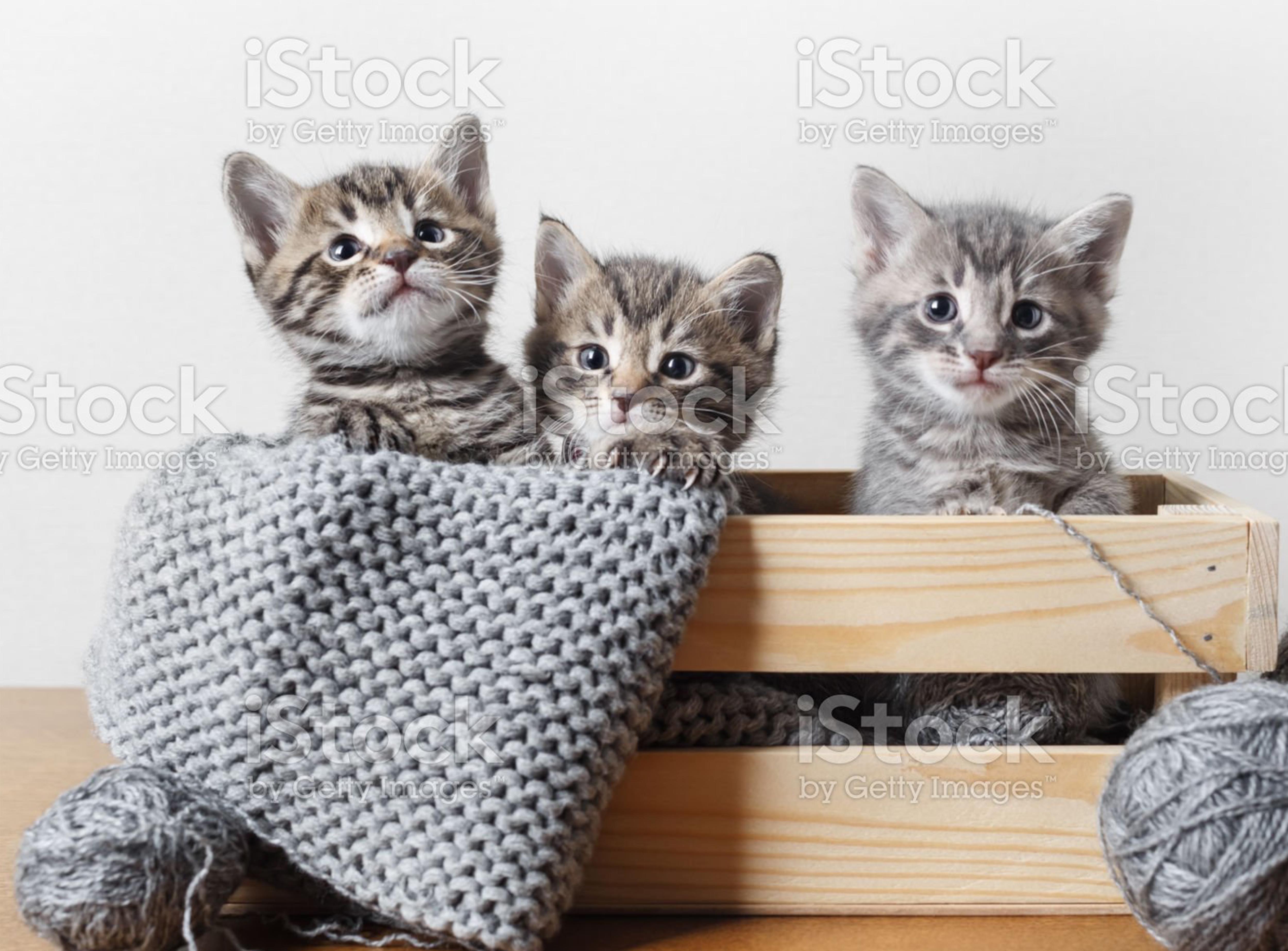 Art Design by alice for this project | Design #28361564