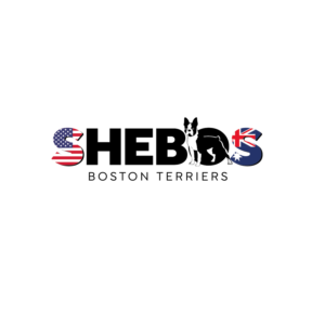 Logo Design by creativeDAGA for Shebos Boston Terriers | Design #28455502