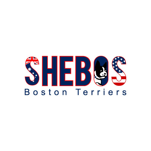 Logo-Design von amran mollaa für Shebos Boston Terriers | Design #28455626