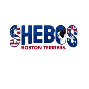Logo Design by Helen Ramadhani for Shebos Boston Terriers | Design: #28458421