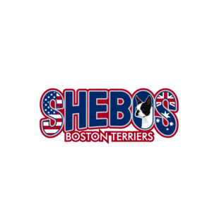 Logo Design by Helen Ramadhani for Shebos Boston Terriers | Design: #28458930