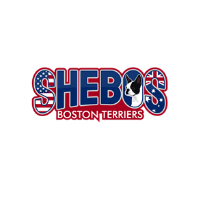 Logo Design by Helen Ramadhani for Shebos Boston Terriers | Design: #28463163