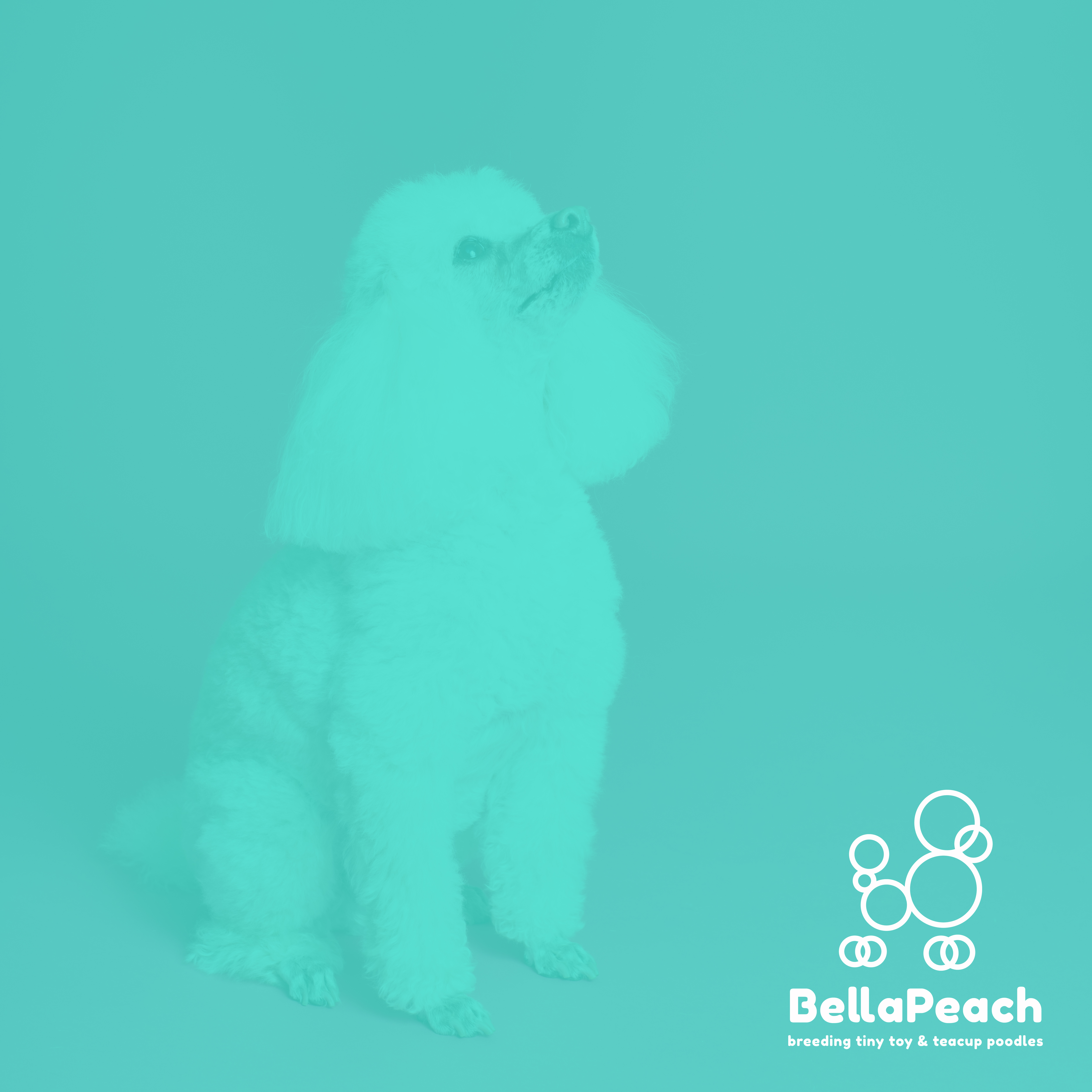 Logo Design by RM for Doyle Hewett Enterprises Pty Ltd | Design #28589408