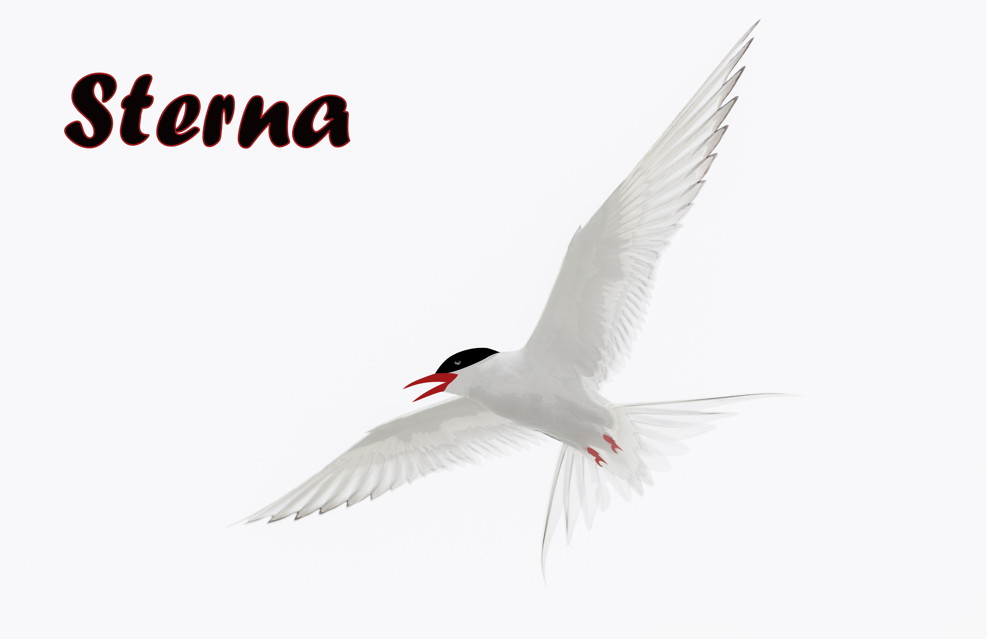 Graphic Design by AnninWonderland for this project | Design #28608735