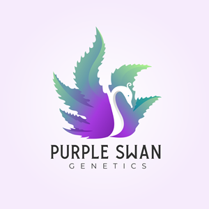 Logo Design by Pak We Designs