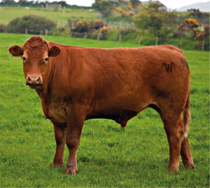 Design de Logo par maes3o pour ce projet | Design : #29296024