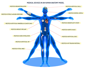 medical devices in an human anatomy model