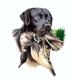 Illustration Design by Sarina.dsg