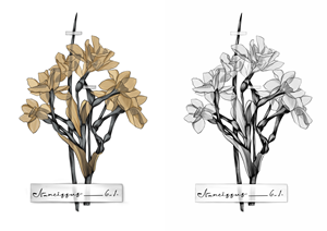 Narcissus Papyraceus from Emily Dickinson's Herbarium
