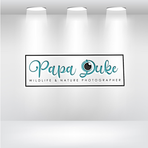 Logo Design by Uhm@design for Orange Frog | Design: #31291474