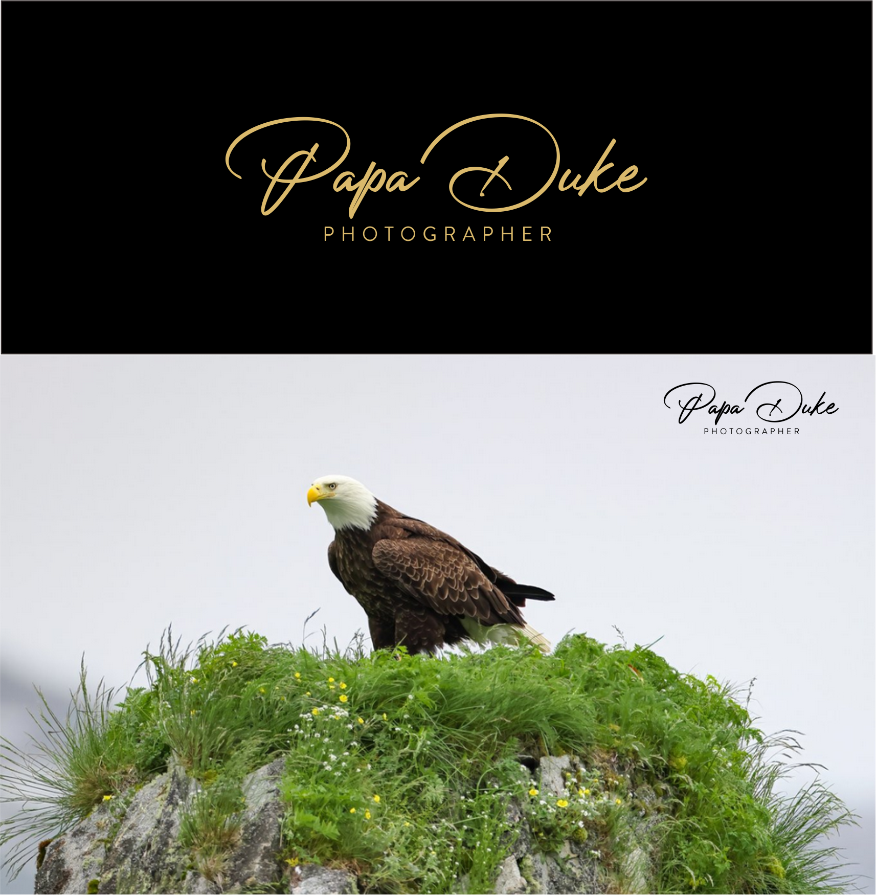 Logo Design by Atiek for Orange Frog | Design #31286036