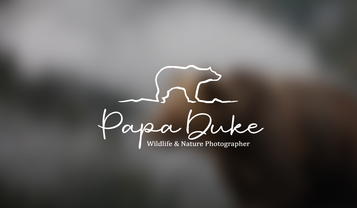 Logo Design by Caribu inc for Orange Frog | Design #31322932