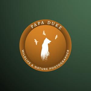 Logo Design by ARTIZIT for Orange Frog | Design: #31296275