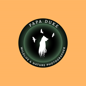 Logo Design by ARTIZIT for Orange Frog | Design: #31297206