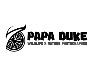 Logo Design by XZX1 for Orange Frog | Design: #31286843