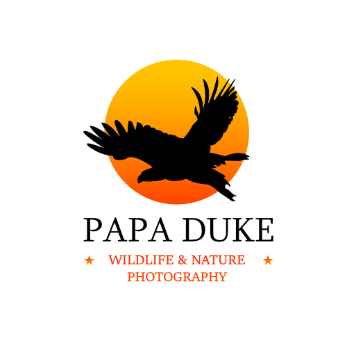 Logo Design by Nathan Dim 2023 for Orange Frog | Design #31286185