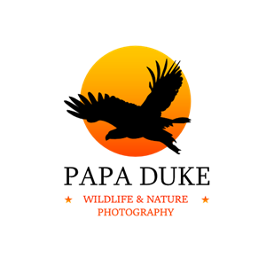 Logo Design by Nathan Dim 2023 for Orange Frog | Design: #31286185