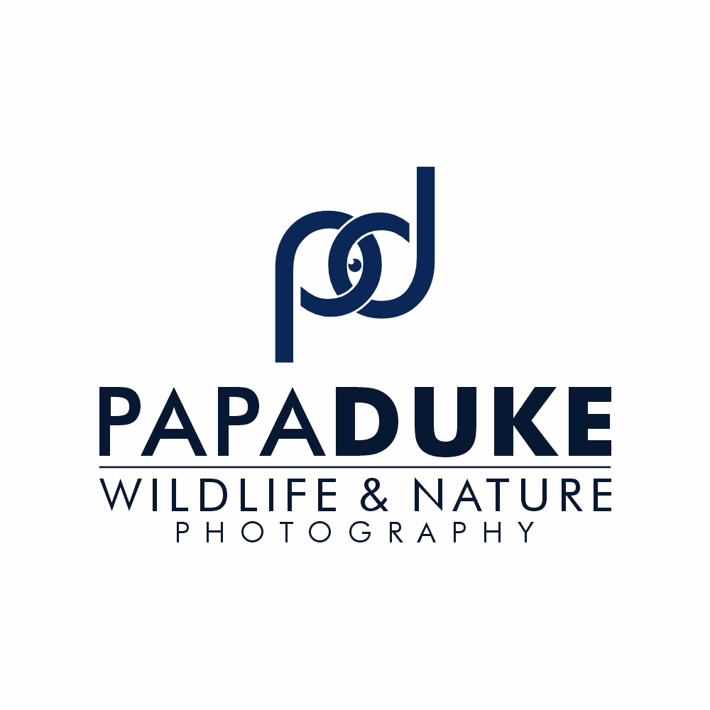 Logo Design by Desde R. for Orange Frog | Design #31287050