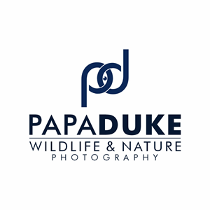 Logo Design by Desde R. for Orange Frog | Design: #31287050