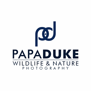 Logo Design by Desde R. for Orange Frog | Design: #31287052