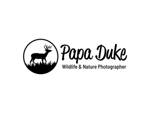 Logo Design by BNdesigner for Orange Frog | Design: #31288395