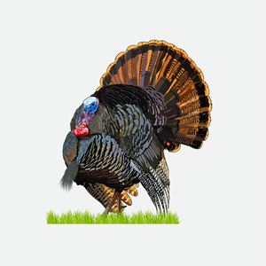 Graphic Design by Artonem for Bass, Bucks, And Birds | Design: #31465225