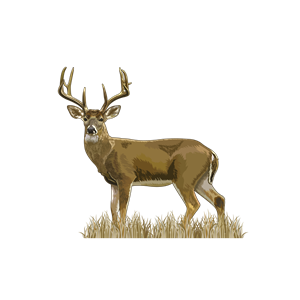 Design Graphique par Artonem pour Bass, Bucks, And Birds | Design : #31514066