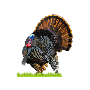 Design Graphique par Artonem pour Bass, Bucks, And Birds | Design : #31514067