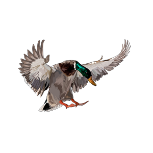 Design Graphique par Artonem pour Bass, Bucks, And Birds | Design : #31514069