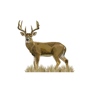 Design Graphique par Artonem pour Bass, Bucks, And Birds | Design : #31514079